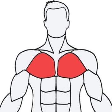 MuscleWiki健身软件安卓手机v1.0