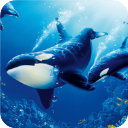 虎鲸模拟器(The Killer Whale)中文版v1.1.8