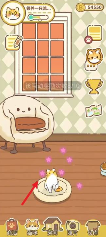 领养一只流浪猫