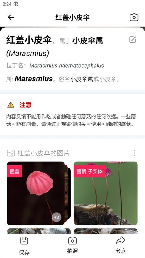 蘑菇识别扫一扫