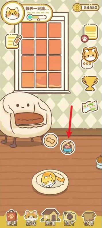 领养一只流浪猫