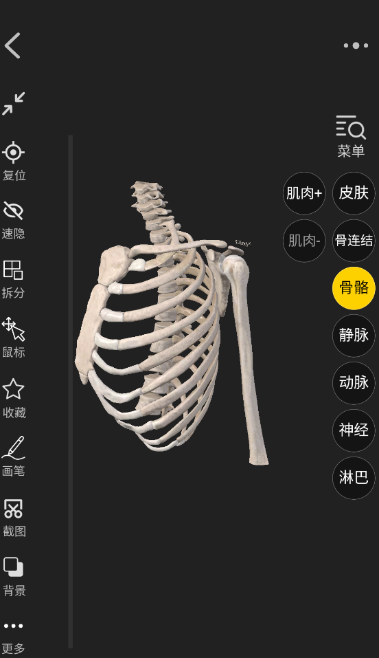 3dbody解剖