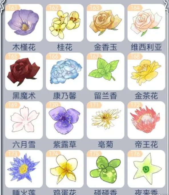 花与香水与猫