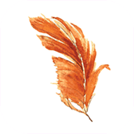 鸡毛直播app