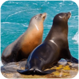 海狮模拟器游戏手机版安卓v1.0.3