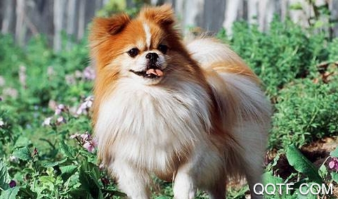涉犬执法app安卓版 涉犬执法app安卓版